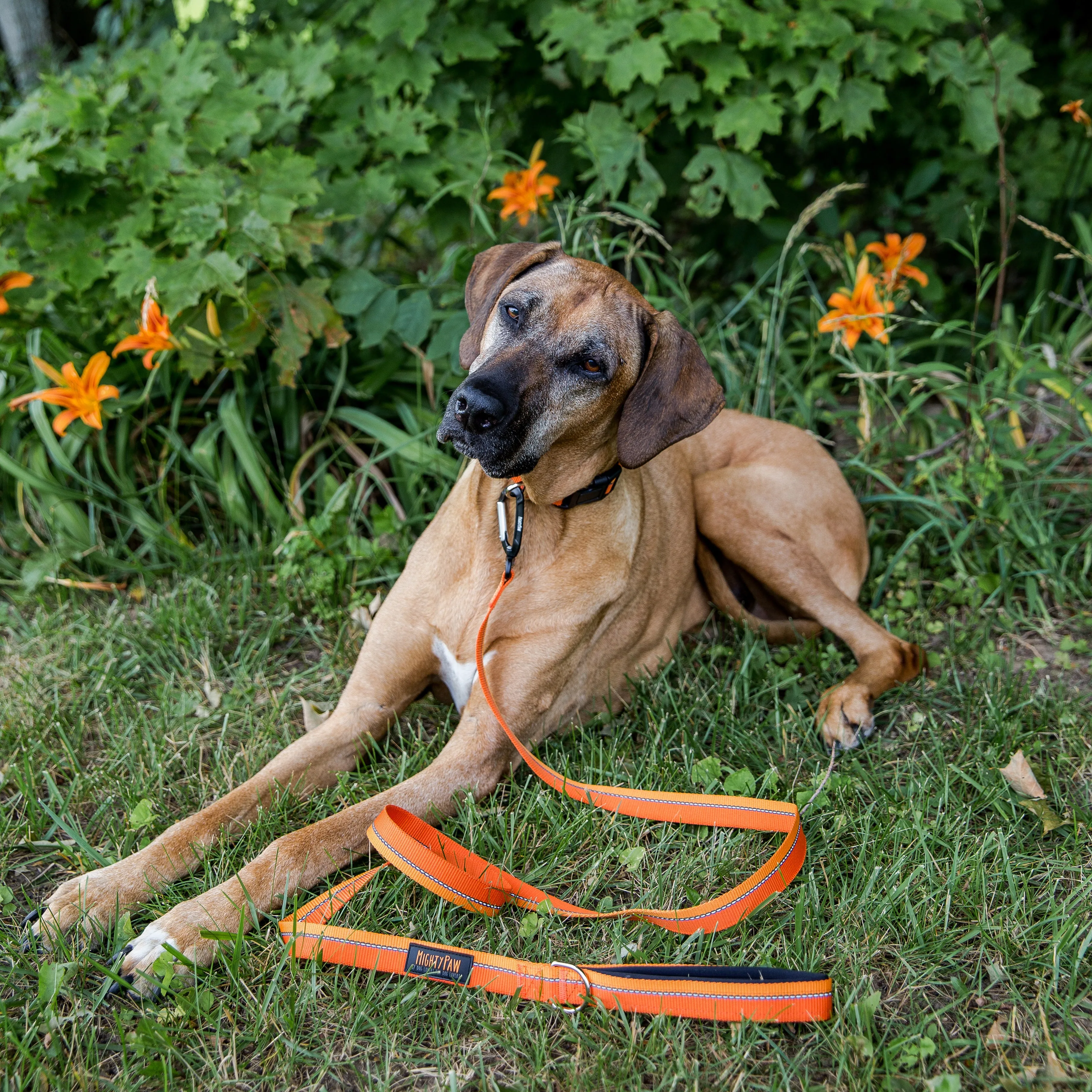 Reflective Dog Leash with Neoprene Handle