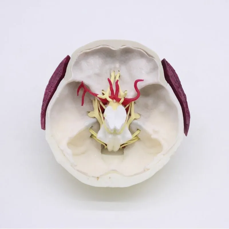 Skull Base Surgery Simulator
