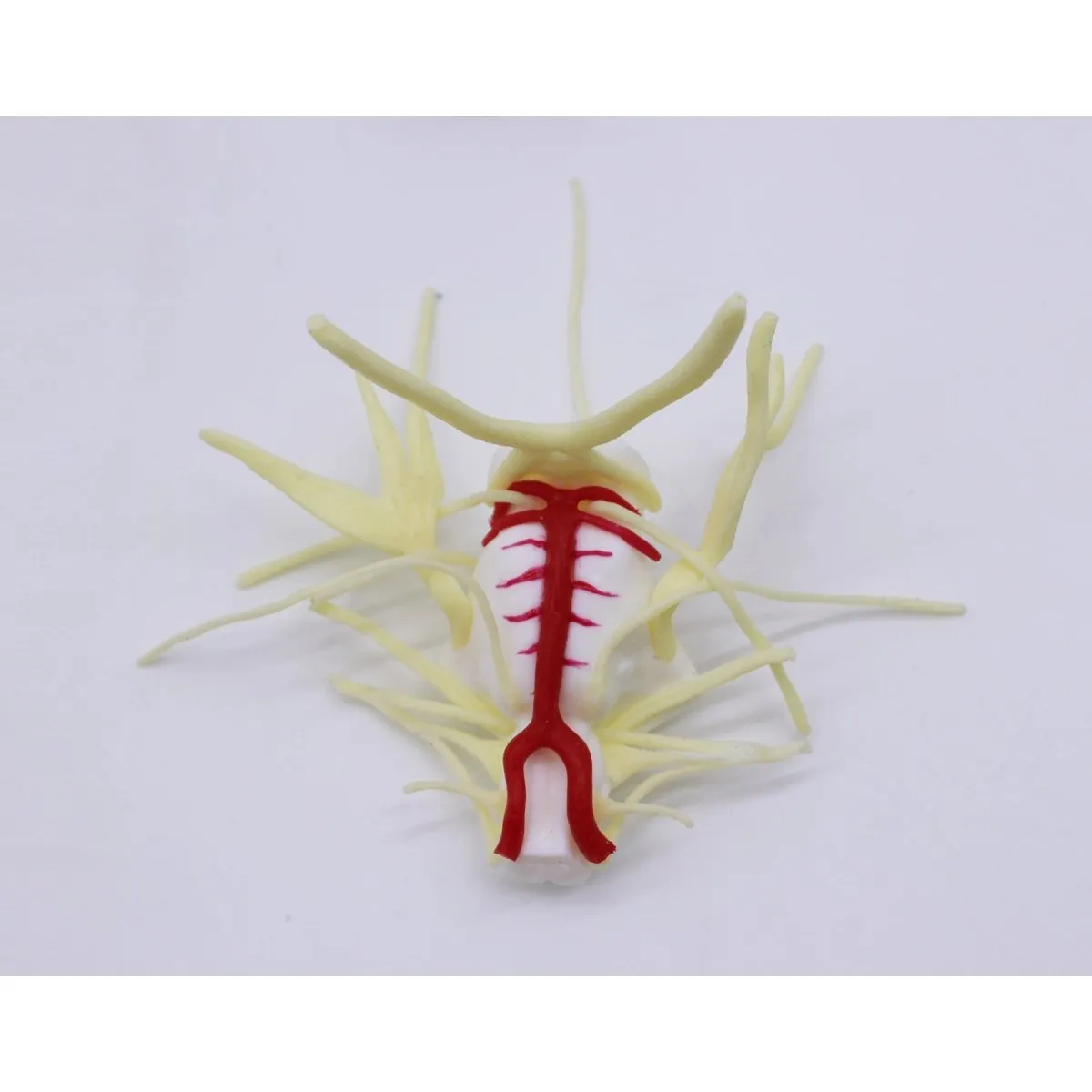 Skull Base Surgery Simulator